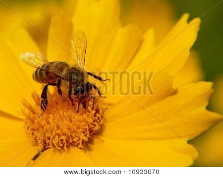Bee