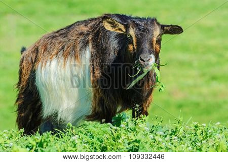 A Billy Goat