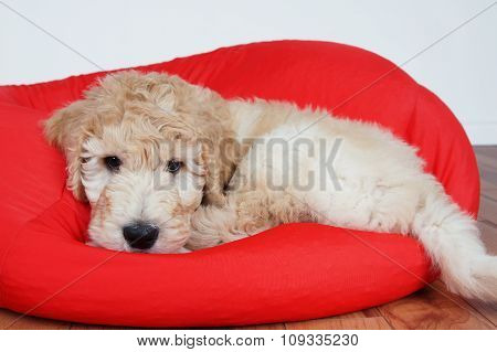 Puppy On Red Cushion