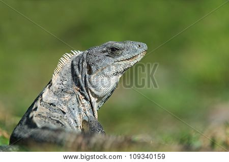 Spiny Tailed Iguana (Ctenosaura Similis)