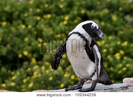Portrait Of African Penguin (spheniscus Demersus