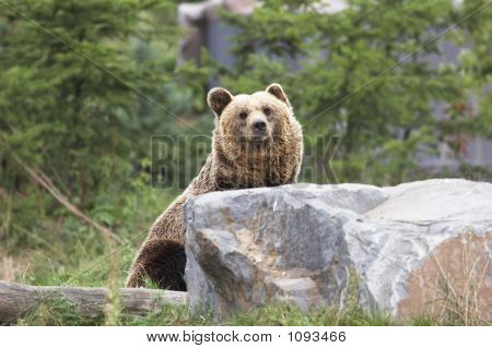 Orso bruno
