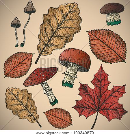Autumn background. Isolated objects.
