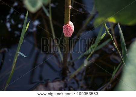 Apple snail eggs on the Lotus trunk, Sherry snail eggs are the garden pests of farmer/ agriculturist