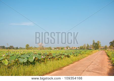 The Road is beside lotus field lake. Transprotation goods to the market.