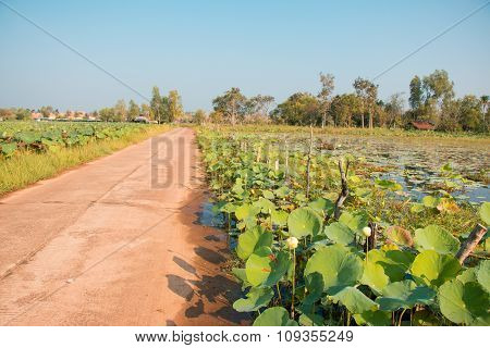 The Road is beside lotus field lake. Transprotation goods to the market.