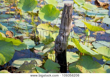 Lotus field and barbed wire in a log. Boundary of lotus field in pond or lake.
