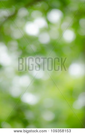 Bokeh Green Background