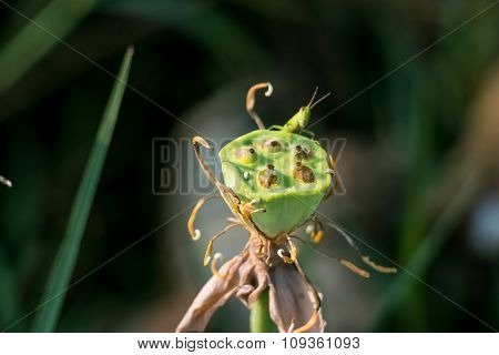 Grasshopper eat the seed of lotus. Locust, Insect is a garden pest. Bio-ecology.
