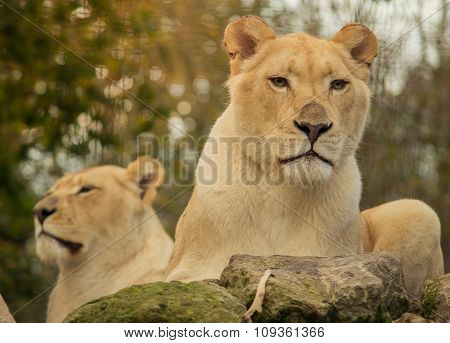 African female white lions