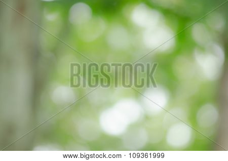 Bokeh Green Background
