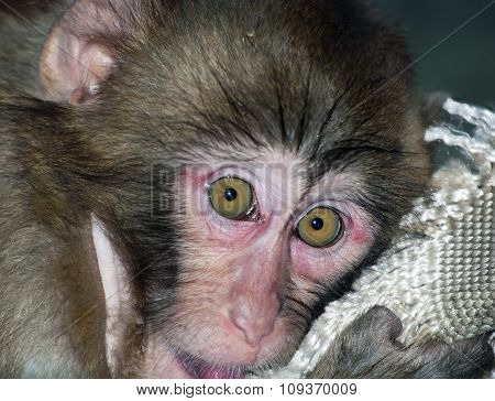 Portrait of sad monkey with bright yellow eyes looking in camera.