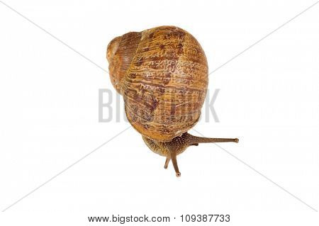 Common garden snail (a gastropoda) Helix Aspersa an introduced species of mollusc, non indigenous to California, isolated om white