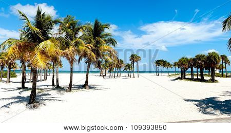 Group Of Palm Trees