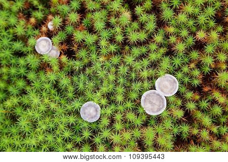 Common Haircap Moss Background