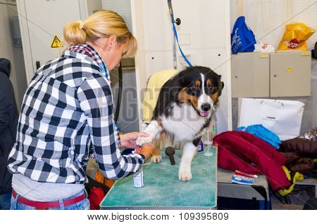 MOSCOW, RUSSIA - NOVEMBER 1, 2015: Handler grooming dog for the exhibition during International Dog Show CACIB-FCI on November 1, 2015 in Moscow, Russia