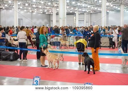 MOSCOW, RUSSIA - NOVEMBER 1, 2015: Exhibitors showing their pets during International Dog Show CACIB-FCI on November 1, 2015 in Moscow, Russia