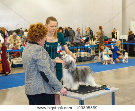 MOSCOW, RUSSIA - NOVEMBER 1, 2015: Exhibitors showing their pets during International Dog Show CACIB-FCI on November 1, 2015 in Moscow, Russia