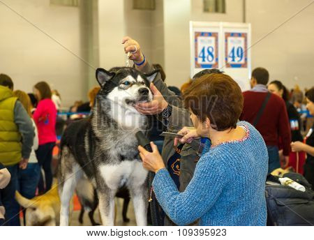MOSCOW, RUSSIA - NOVEMBER 1, 2015: Handler grooming dog for the exhibition during International Dog Show CACIB-FCI on November 1, 2015 in Moscow, Russia
