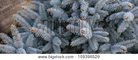 Beautiful Blue Spruce Needles