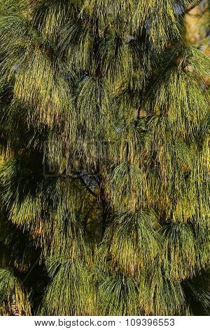Beautiful Pine Needles With Cones