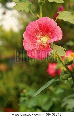 Pink Flowers In A Nature At The Garden