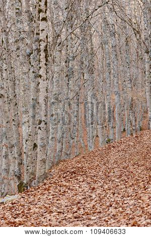 Autumn Landscape With Beech Forest. Leaves On The Ground. Spain