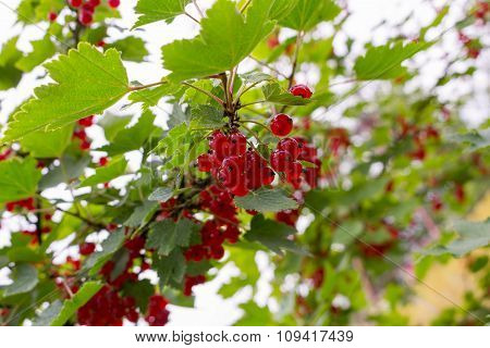 Red currants in the garden