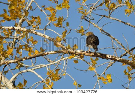 Sharp-shinned Hawk Hunting From The Autumn Tree