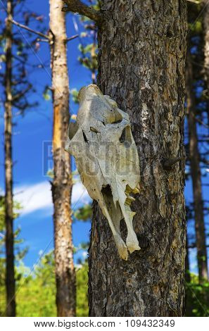 Cow skull on tree in the forest