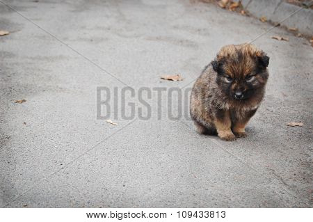 Homeless puppy