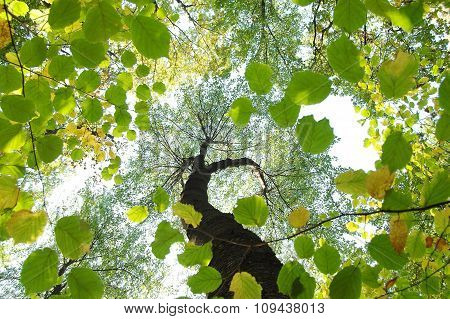 Summer forest worm's-eye view.