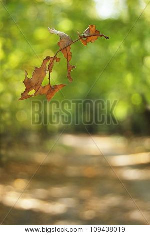 Leaf texture. Oak leaf. Falling leaf on the autumn background.