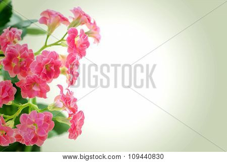 Pink Flowers Of Kalanchoe Plant On Romantic Gradient Background