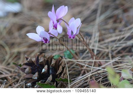 Pink purple cyclamen wild flowers.