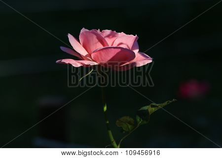 Pink rose.