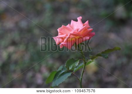 Pink rose.