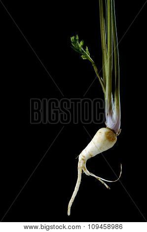 horseradish