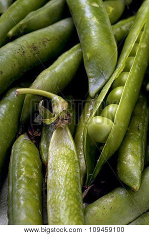 green pea