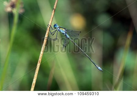 Damselfly (Ischnura Elegans)