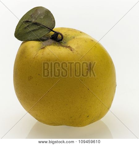 farm quince