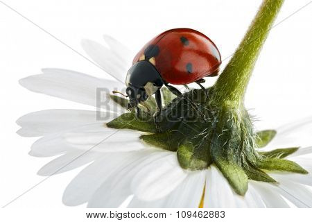 ladybug on flower petals