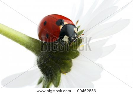 ladybug on flower petals