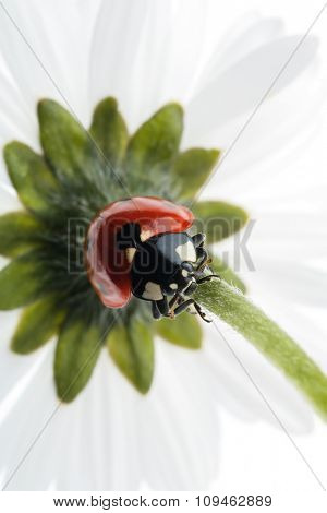 ladybug climbing down the flower stem