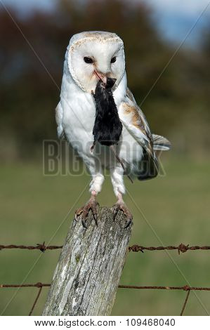 Barn Owl (Tyto Alba)