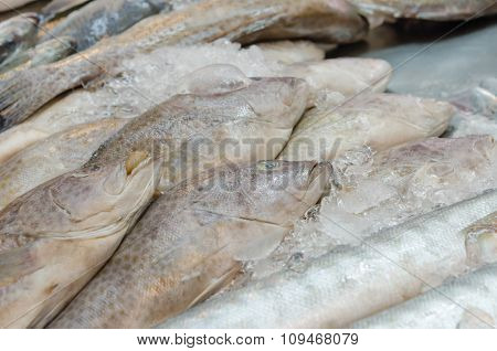 Fish In Market