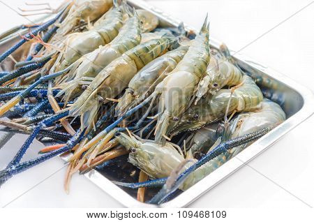 Raw River Prawn