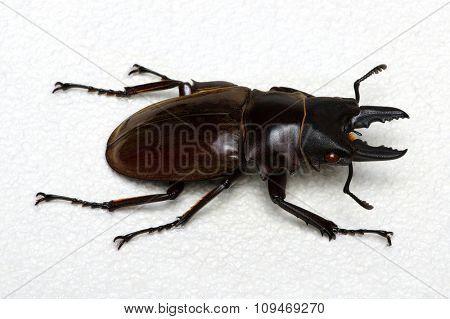 Stag beetle isolated on background