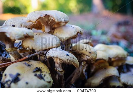 Forest Mushrooms