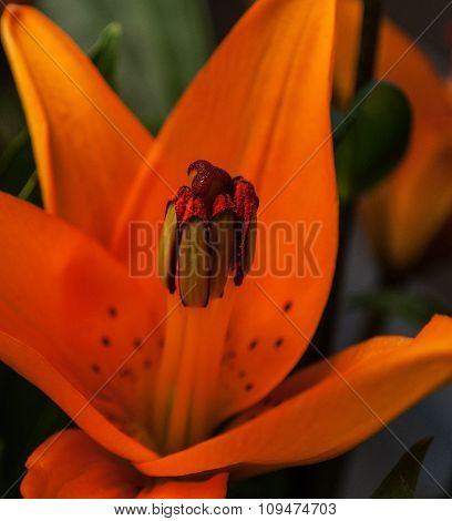 Orange Tiger Lilly Close Up
